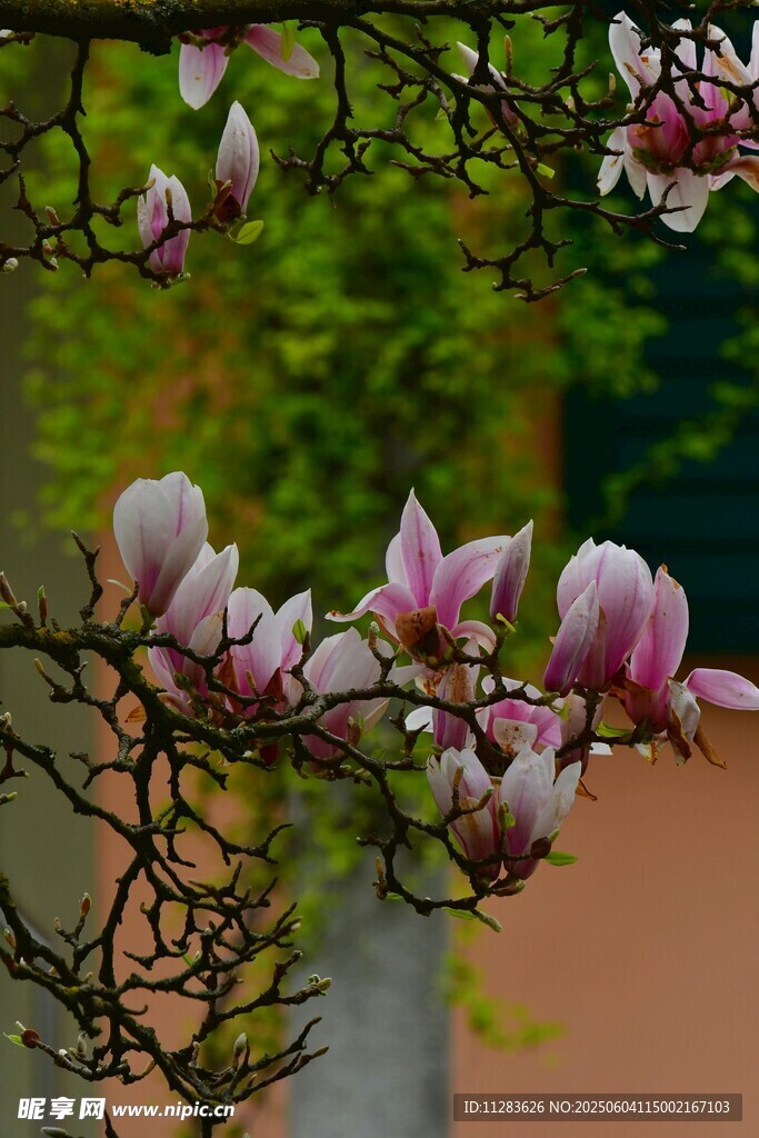 玉蘭花枝綻放美麗瞬間