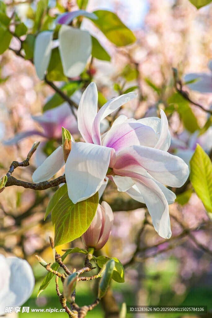 玉蘭花綻放枝頭