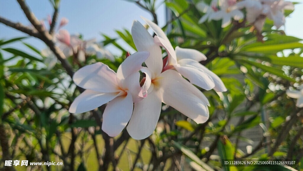 潔白玉蘭花綻放枝頭
