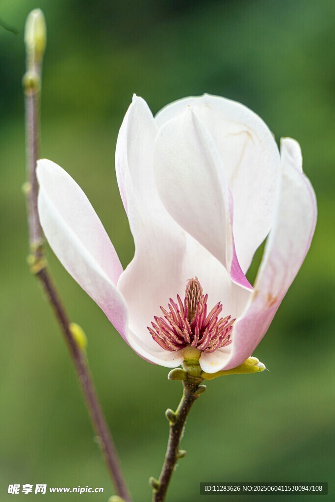玉蘭花綻放枝頭