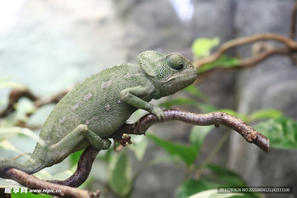 樹枝上的綠色變色龍