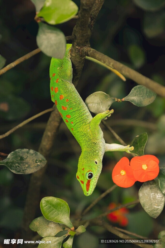 蜥蜴