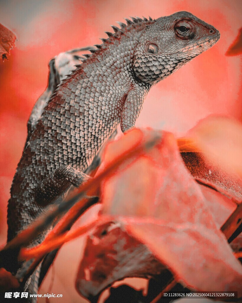 棲息于紅葉中的蜥蜴
