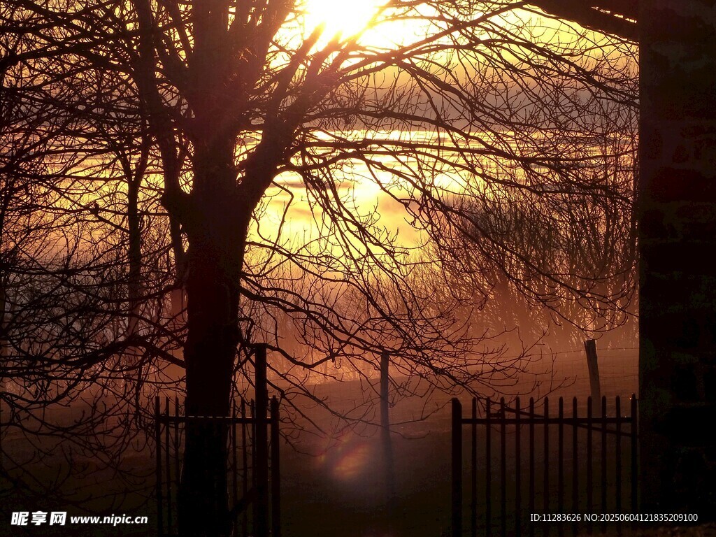 夕陽下的樹木與朦朧景致