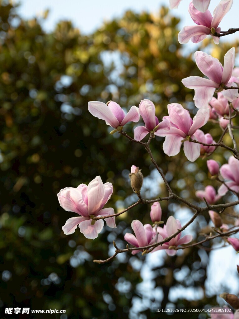 枝頭綻放的粉嫩玉蘭花