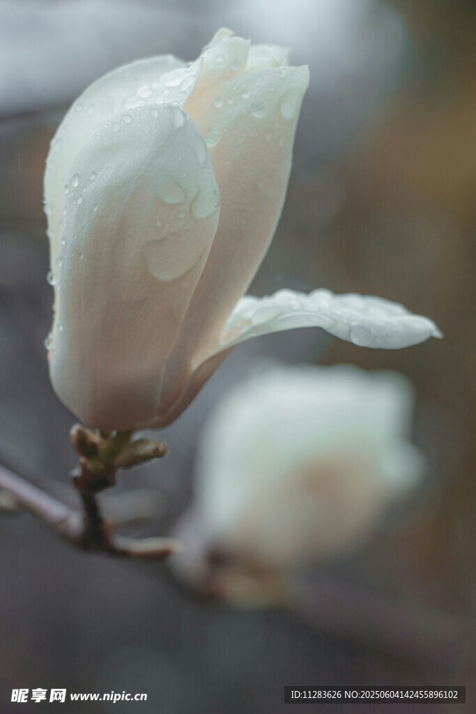雨中玉蘭花綻放