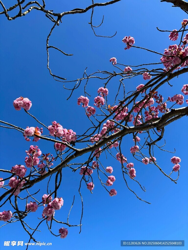 粉色玉蘭花