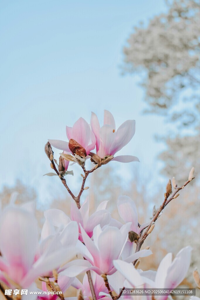 綻放的粉色玉蘭花
