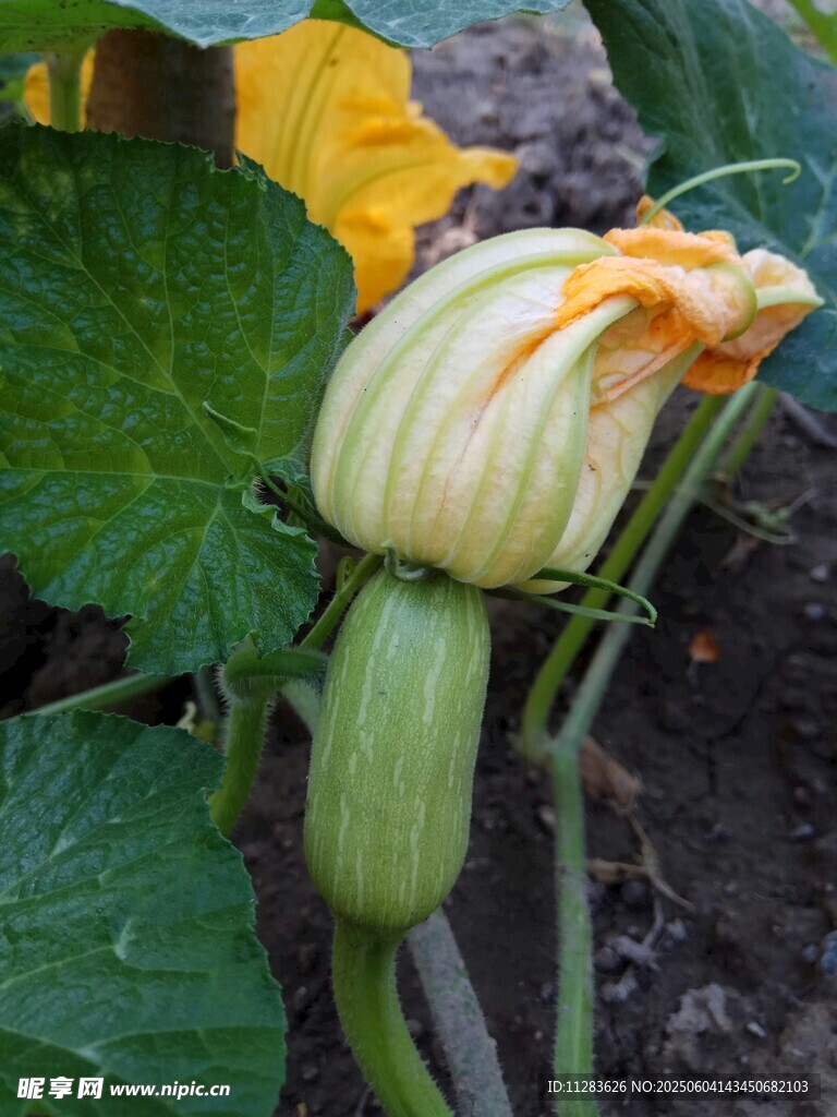 鮮嫩南瓜花綻放田園間