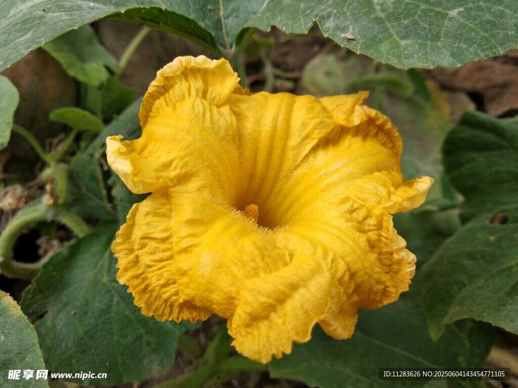 黃色綻放南瓜花