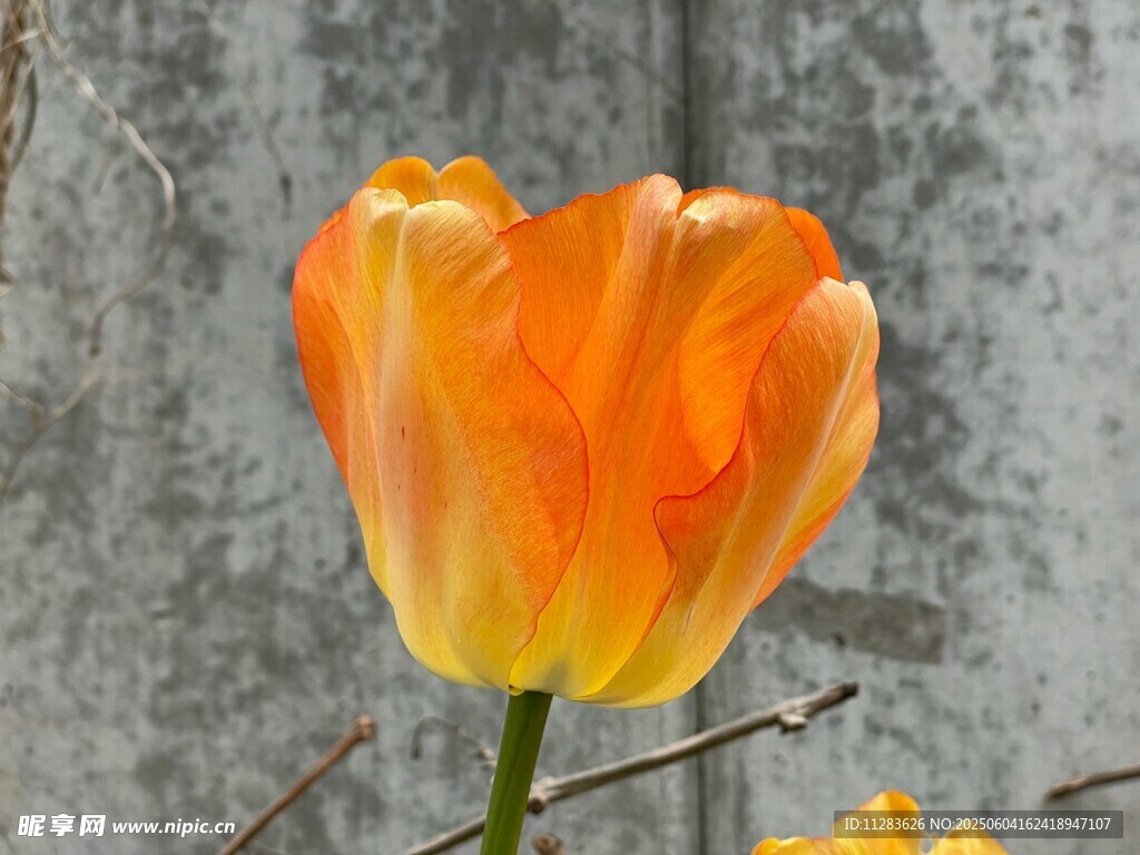 橙黃郁金香特寫