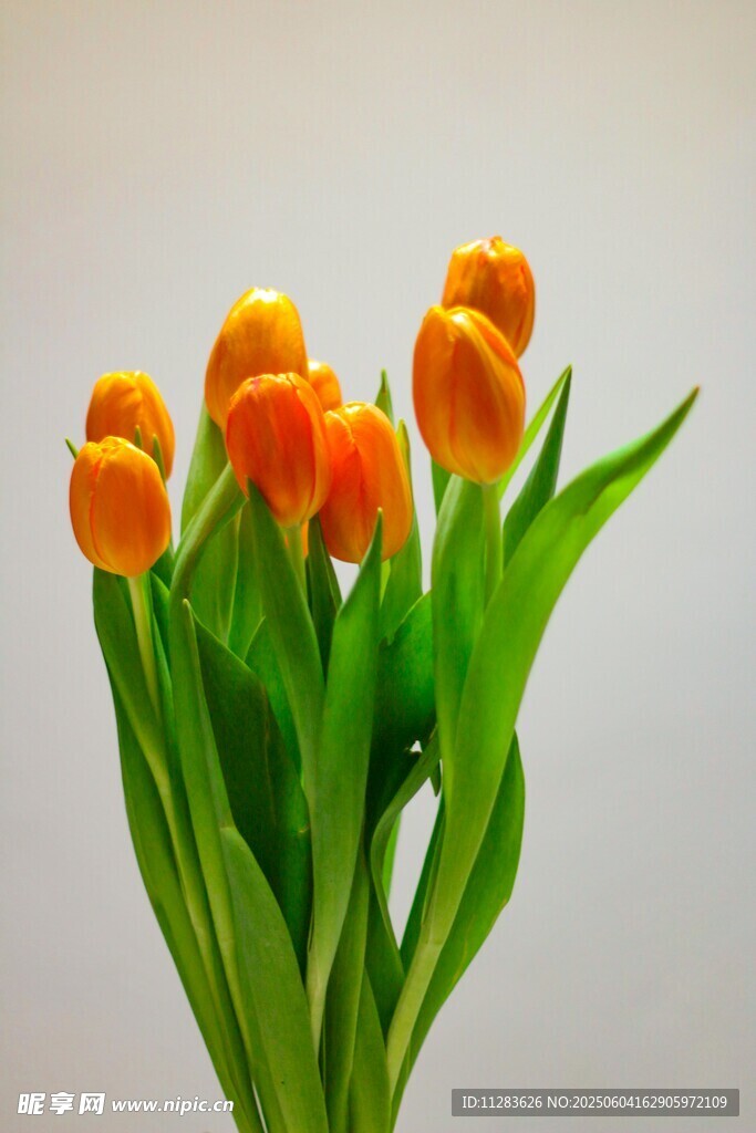 橙色郁金香花束
