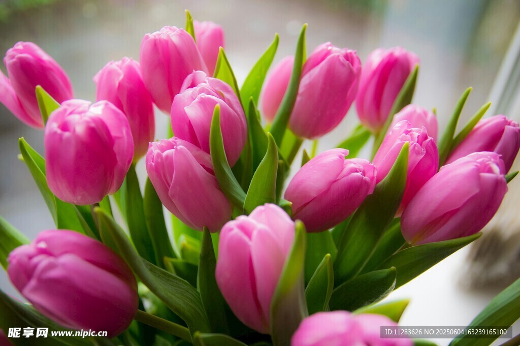 粉色郁金香花束特寫