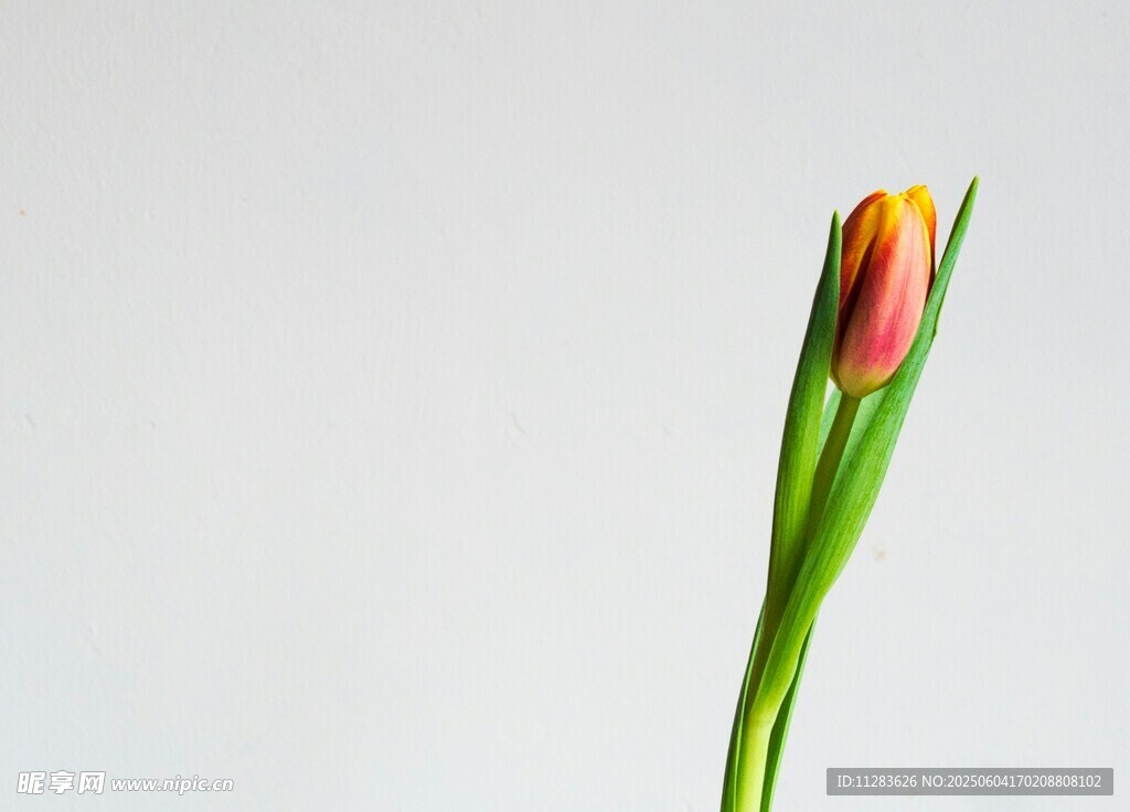 單枝郁金香花苞特寫