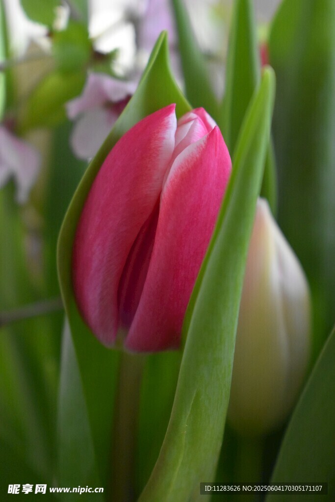 嬌艷欲滴的粉色郁金香