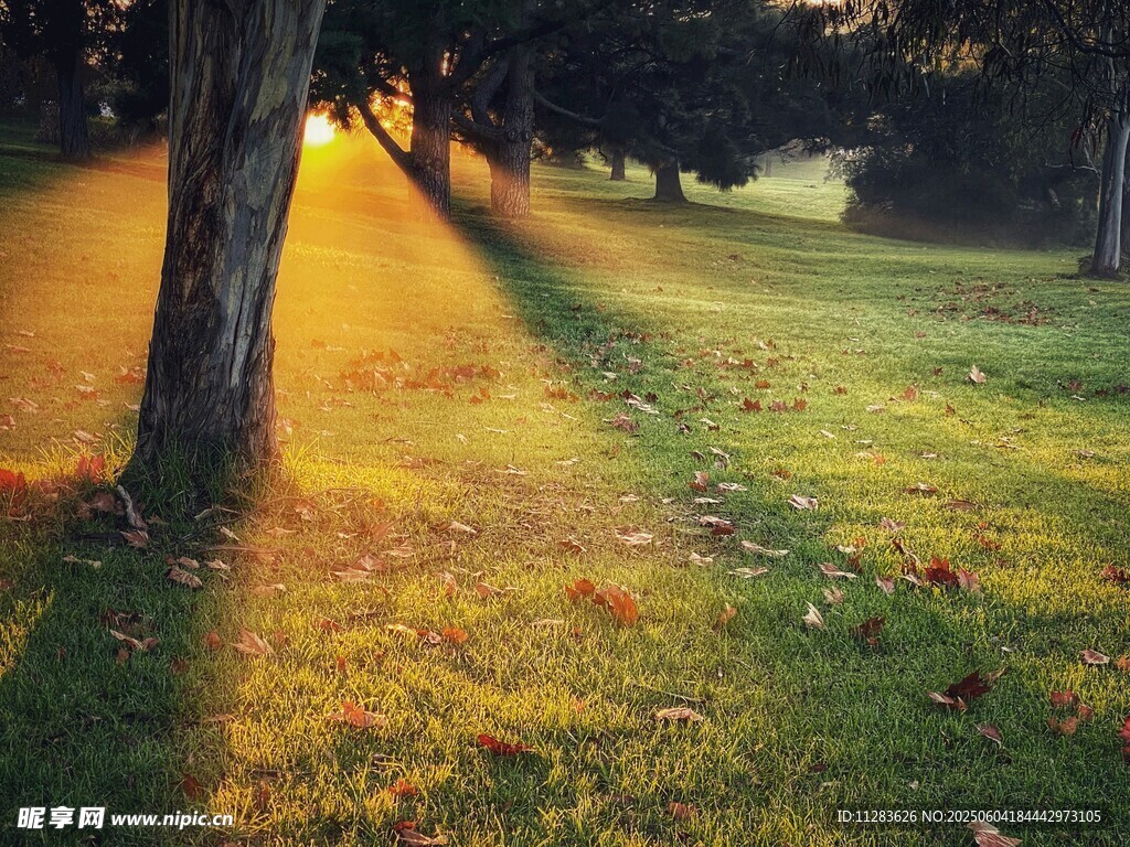 秋日林間光影斑駁美景