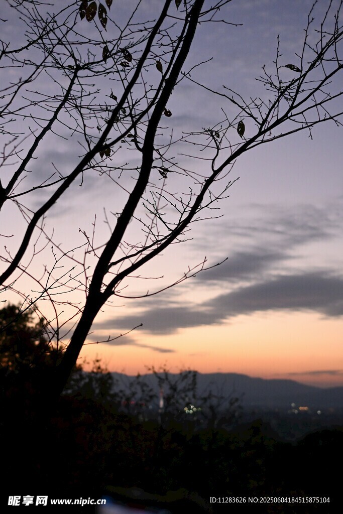 黃昏時(shí)分的樹枝與天空