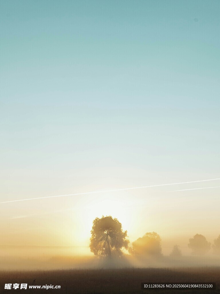 日出時分的朦朧樹木景觀