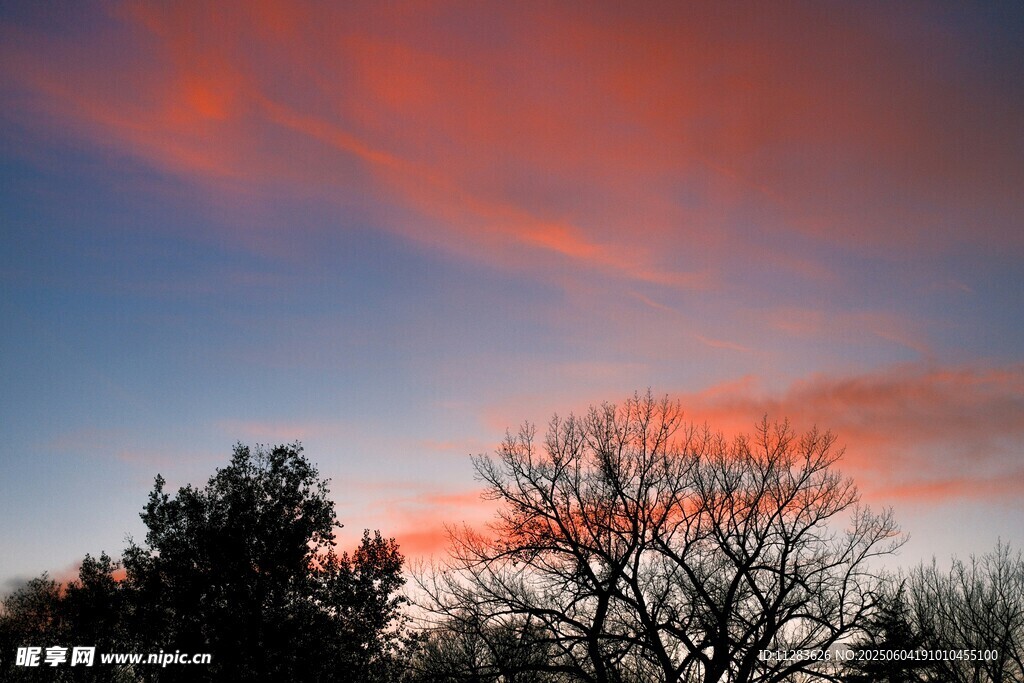 夕陽下的樹木與絢爛天空