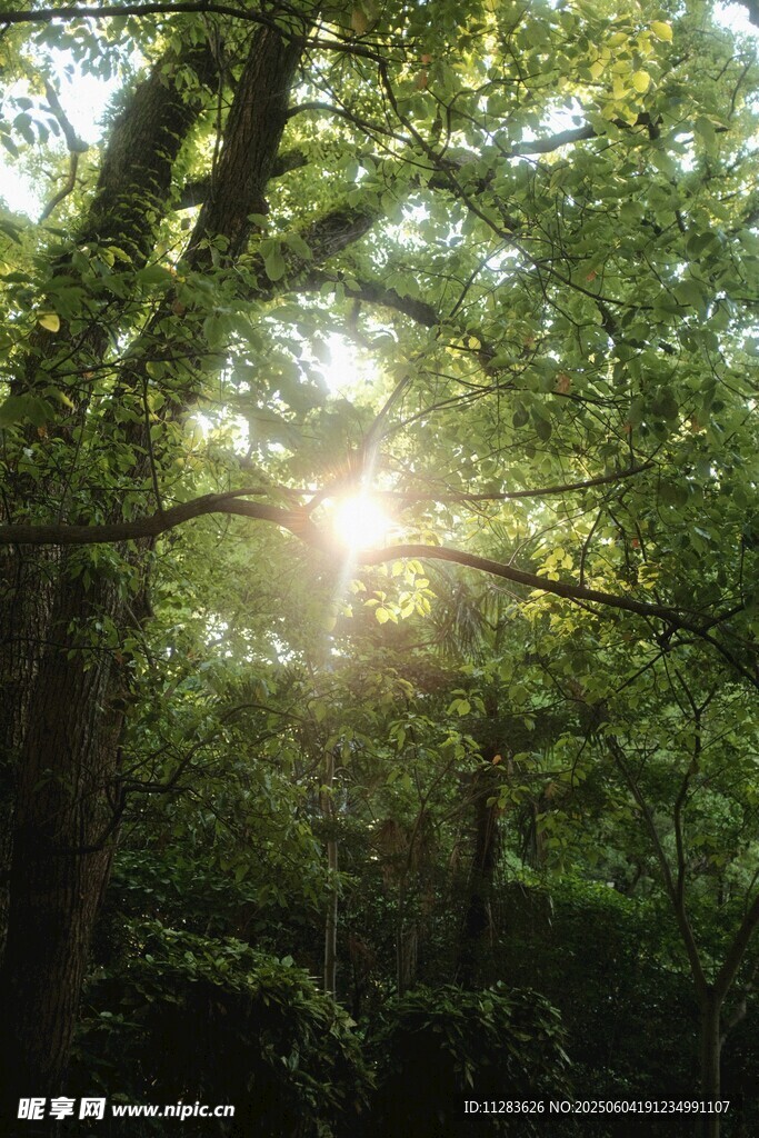 陽光穿透樹林的靜謐美景