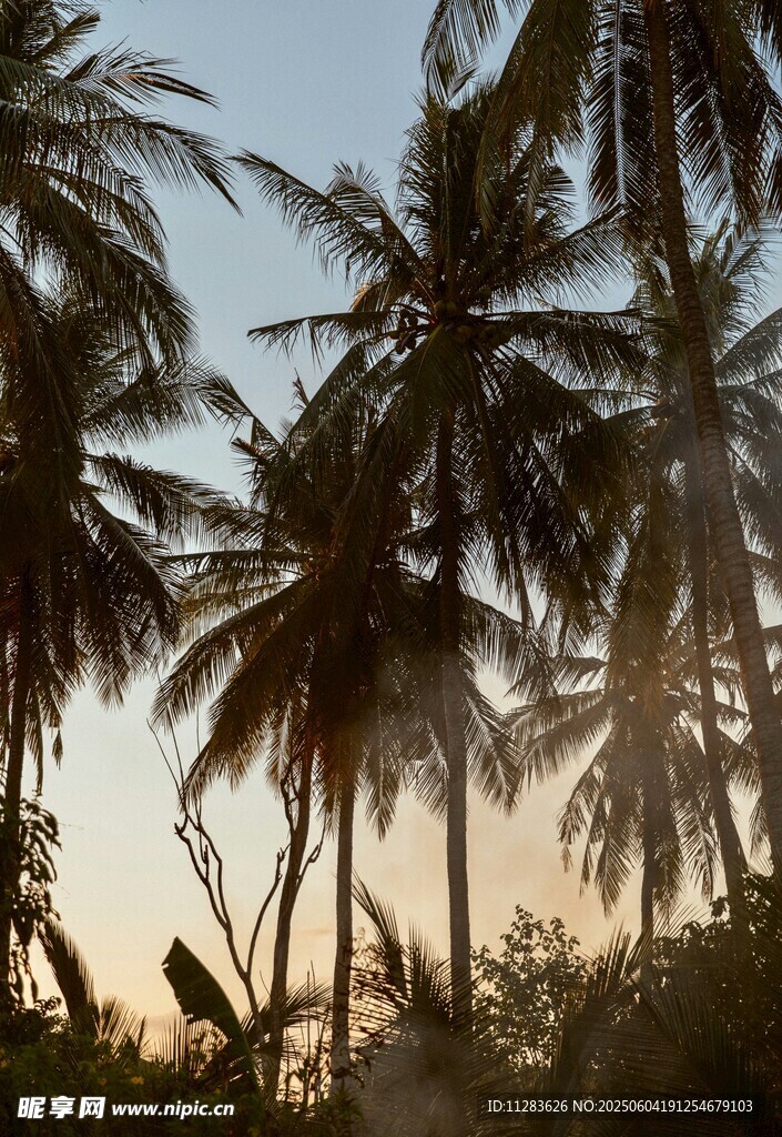 夕陽下的椰林美景