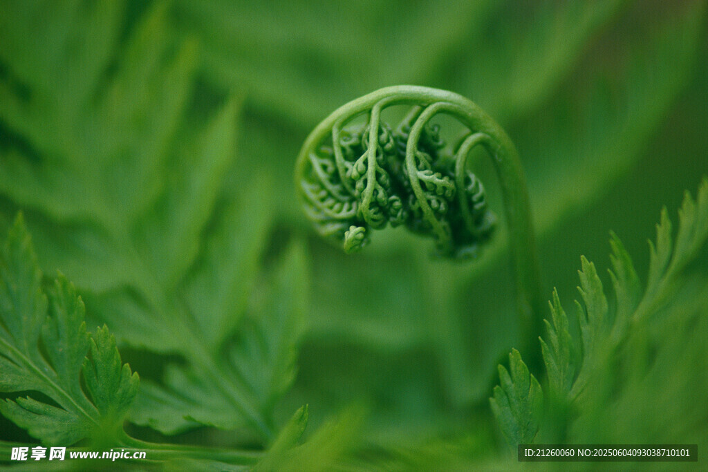 蕨類(lèi)植物