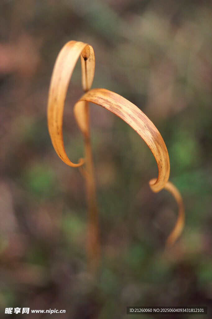 枯黃莖葉