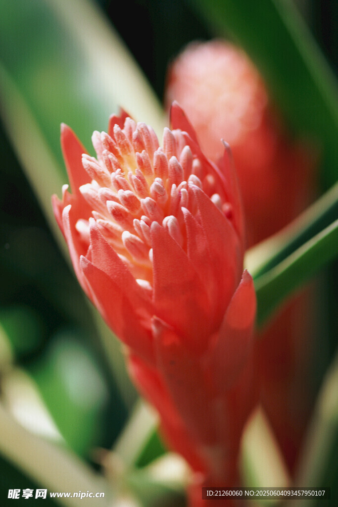水塔花