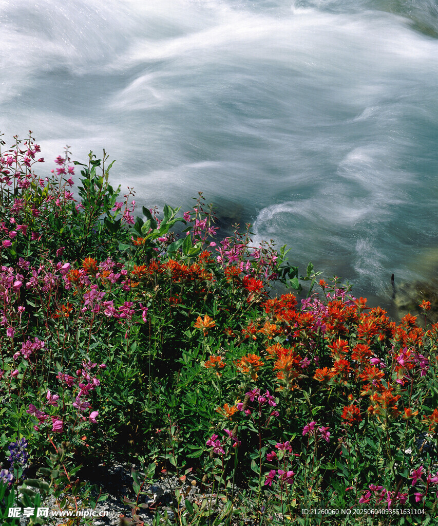 溪邊絢爛花叢與云霧美景