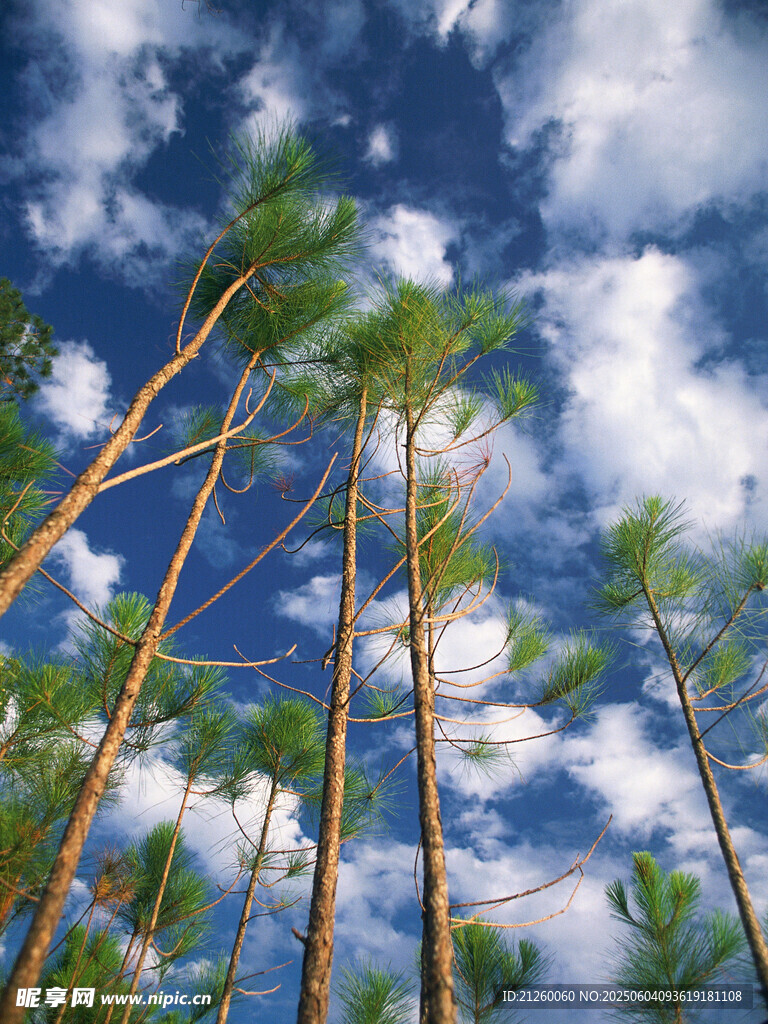 馬尾松