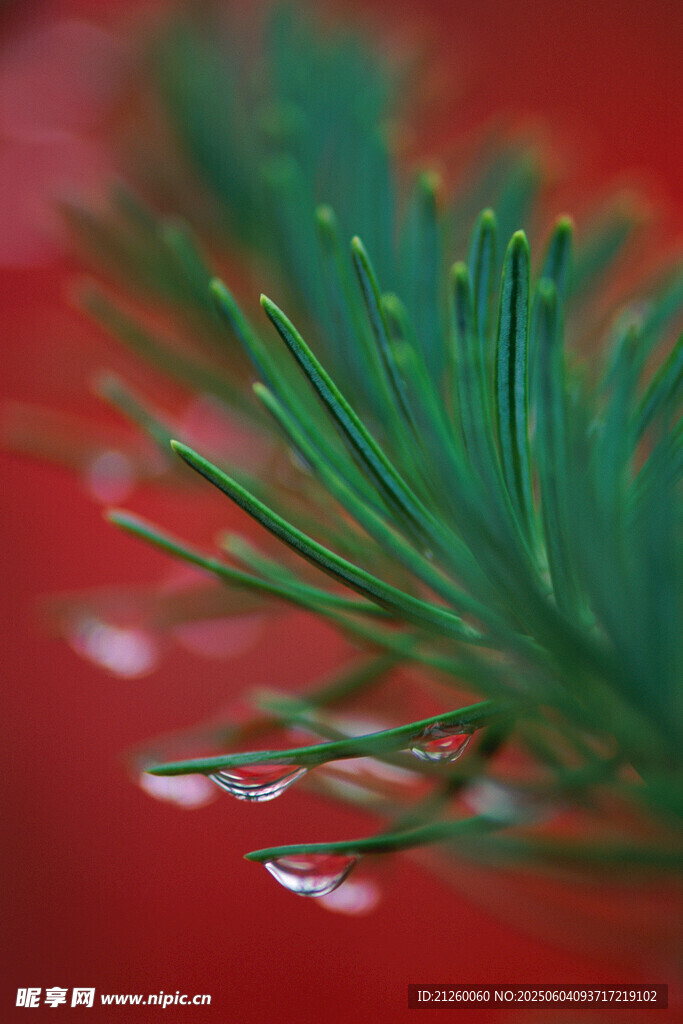 松針水滴