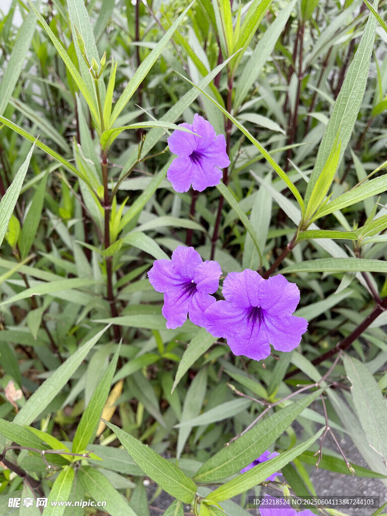 藍(lán)草花
