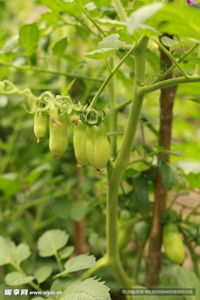 青番茄掛枝 生機盎然