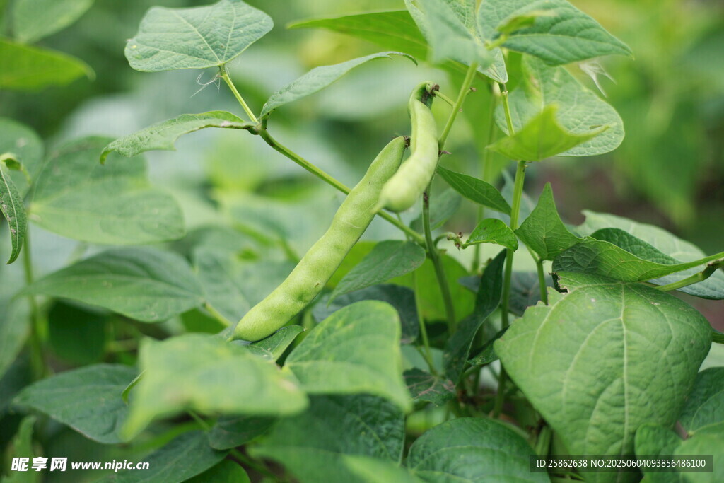黃豆 植株 特寫