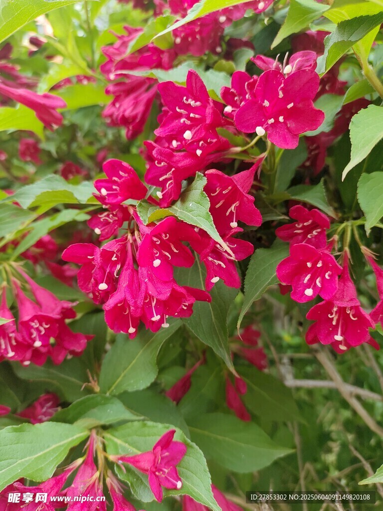 嬌艷紅錦帶花綻放