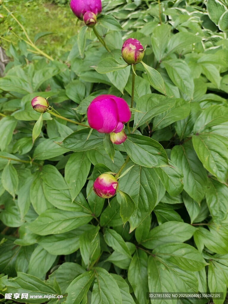 嬌艷芍藥綻放綠葉間