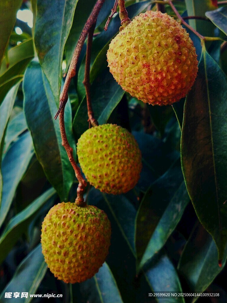 荔枝