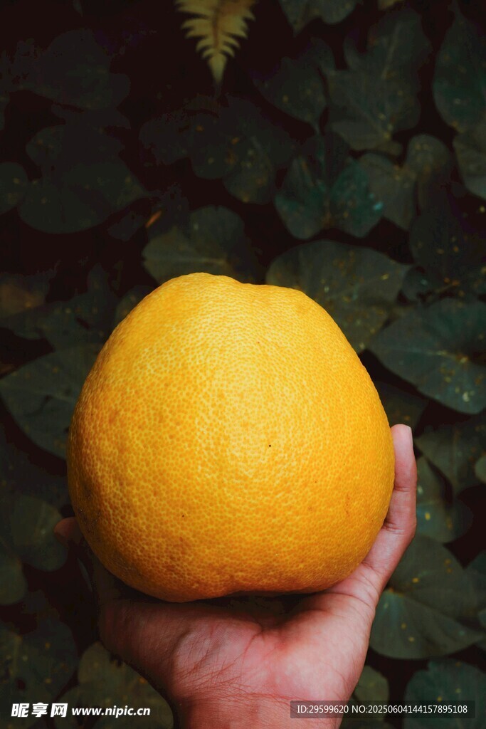 柚子