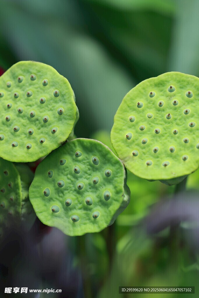蓮蓬特寫 清新自然植物美