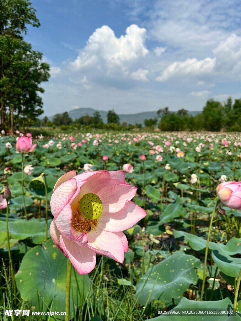 夏日盛開的嬌艷荷花