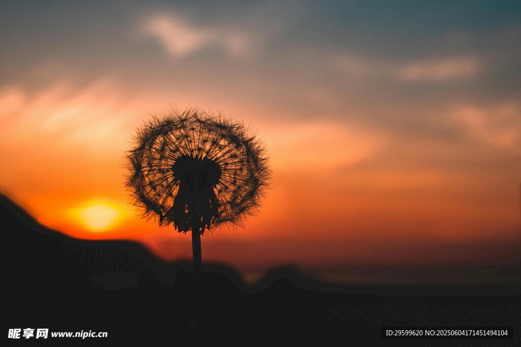 夕陽下的蒲公英剪影