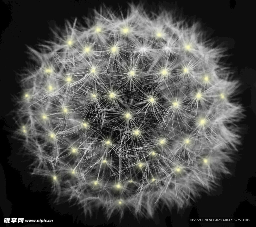 夢(mèng)幻發(fā)光蒲公英特寫