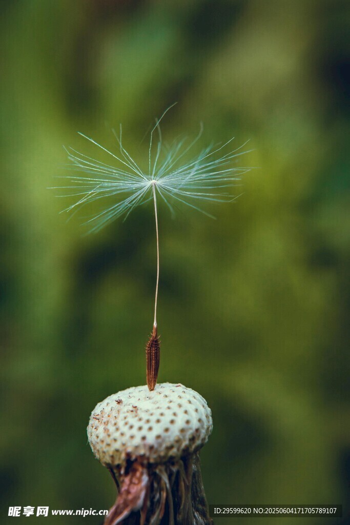 蒲公英種子特寫