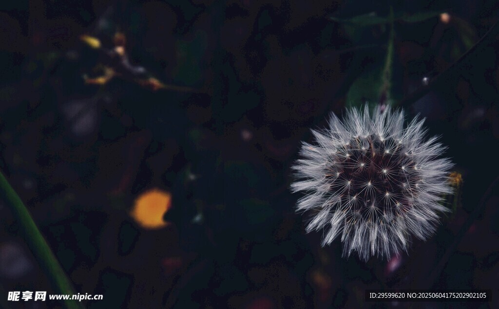 夜中綻放的獨特白色花朵