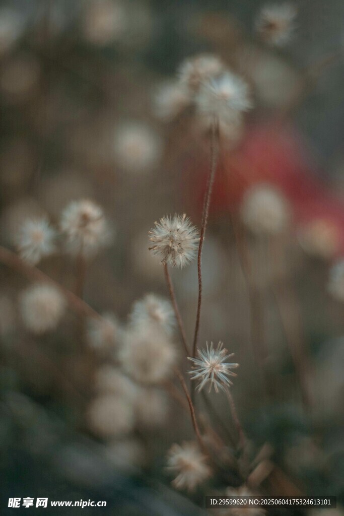 微距下的精致白色小花