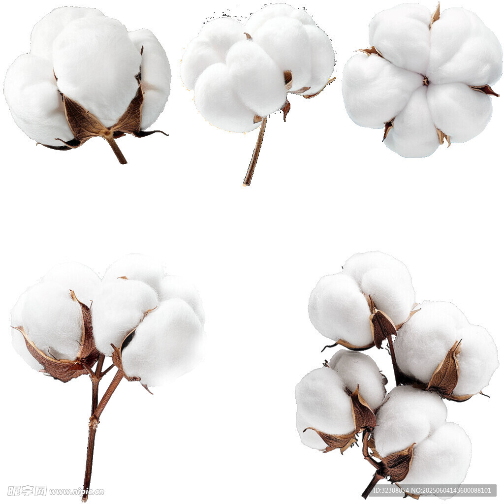 潔白棉花特寫