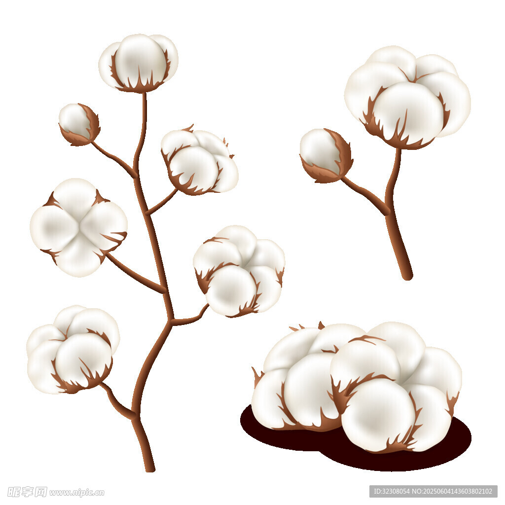 棉花植物插畫