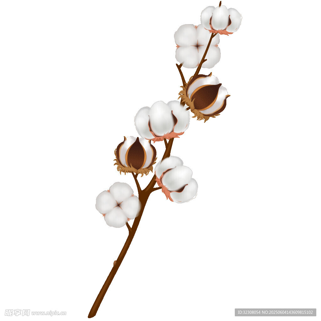 棉花枝條特寫