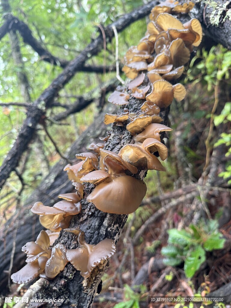 野生木耳