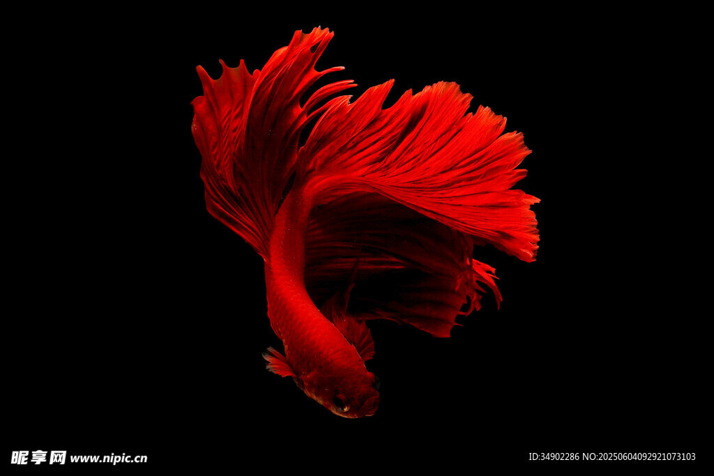 紅色飄逸的美麗斗魚